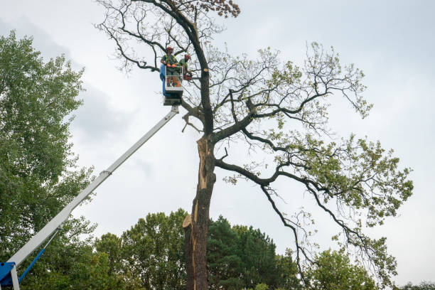 Emergency Storm Tree Removal in Batavia, OH